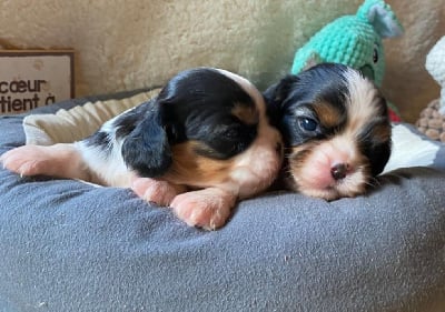 Les chiots de Cavalier King Charles Spaniel