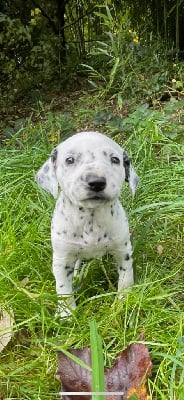Les chiots de Dalmatien