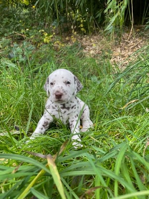 Les chiots de Dalmatien