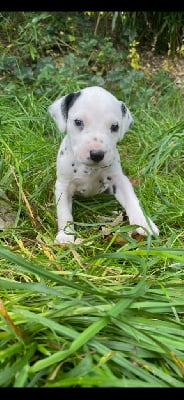Les chiots de Dalmatien