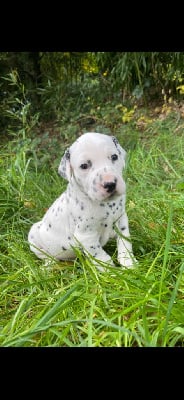Les chiots de Dalmatien