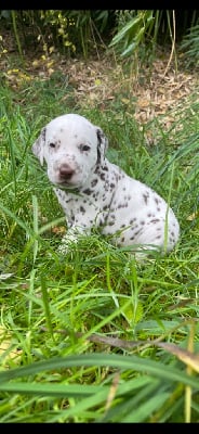 Les chiots de Dalmatien