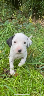 Les chiots de Dalmatien