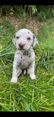 Les chiots de Dalmatien