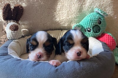 Les chiots de Cavalier King Charles Spaniel