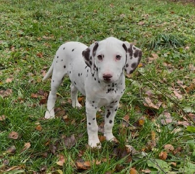 Les chiots de Dalmatien