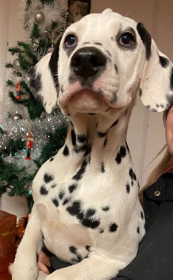 Dalmatien
