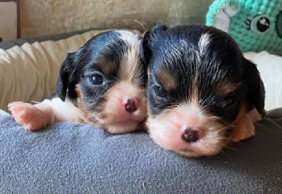 Les chiots de Cavalier King Charles Spaniel