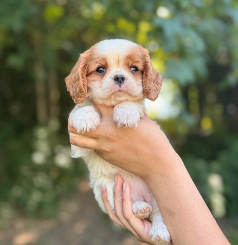 Cavalier King Charles Spaniel - des Terres de Dai