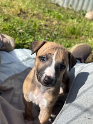 Les chiots de Whippet