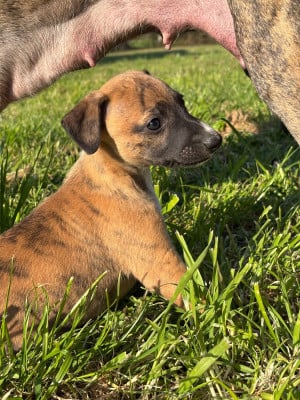 Les chiots de Whippet