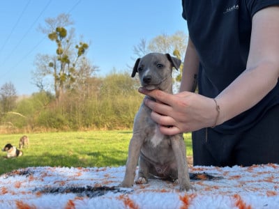 Les chiots de Whippet