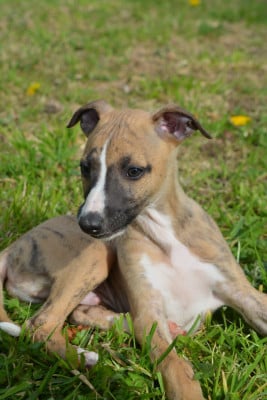 Les chiots de Whippet
