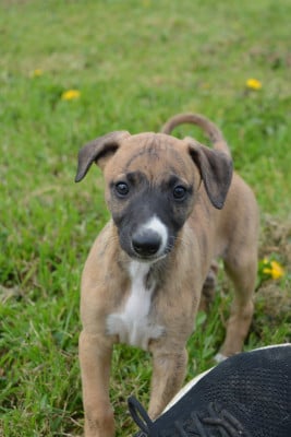 Les chiots de Whippet