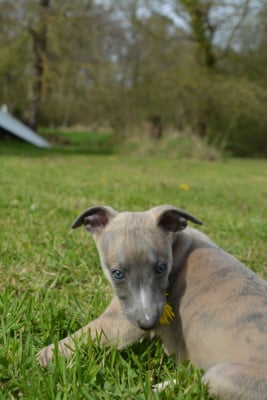 Les chiots de Whippet