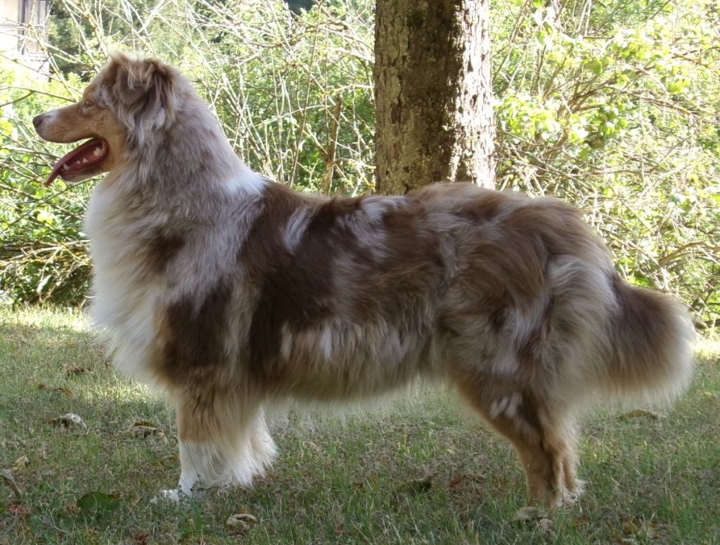 Skiara De L'Ange De L'Espoir