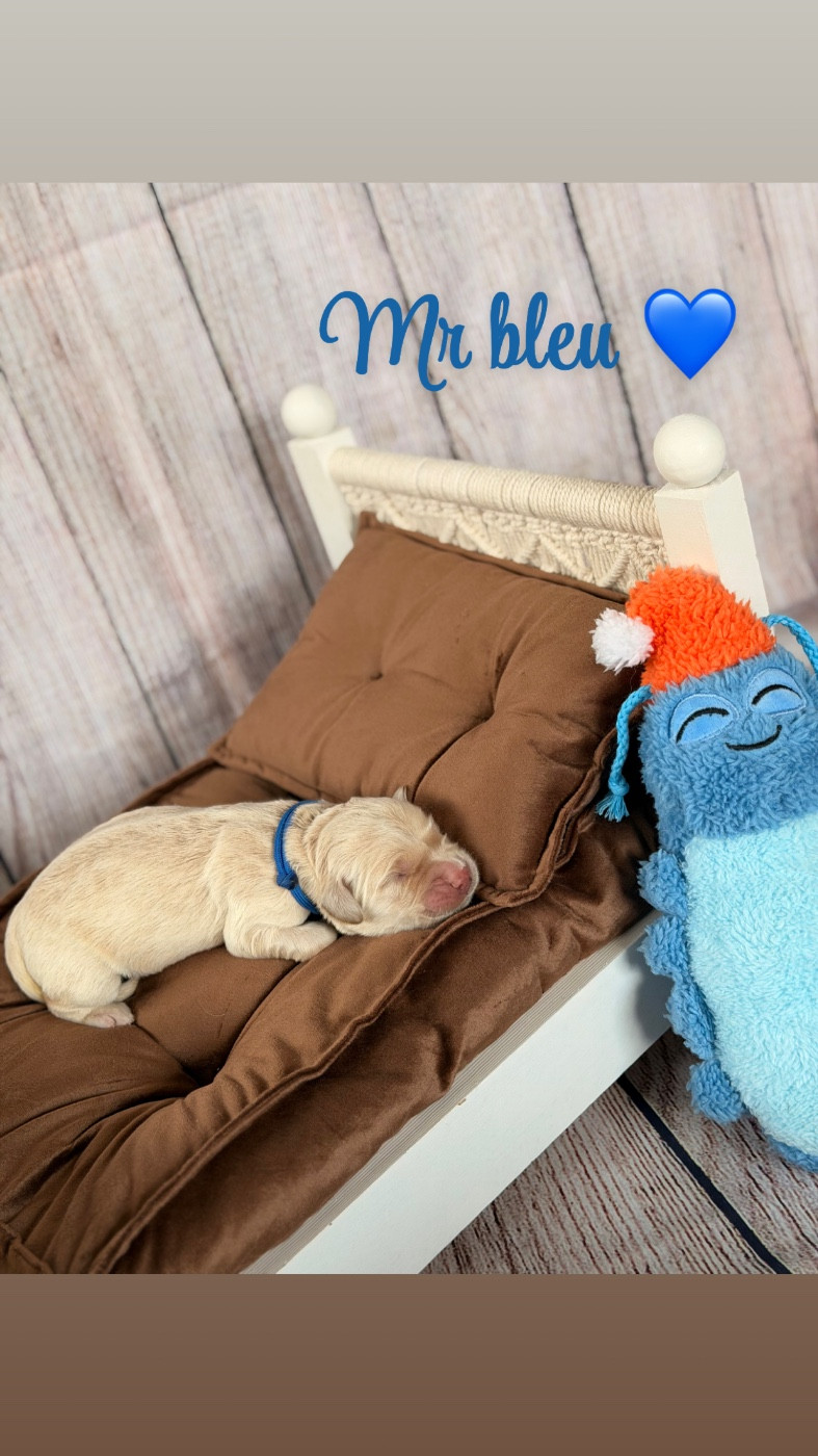 Mr bleu - Golden Retriever