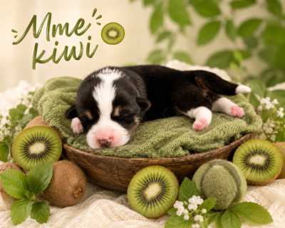 Les chiots de Welsh Corgi Pembroke
