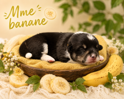Les chiots de Welsh Corgi Pembroke