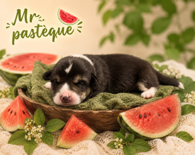 Les chiots de Welsh Corgi Pembroke