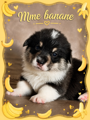 Les chiots de Welsh Corgi Pembroke