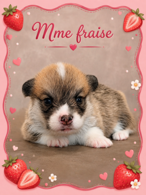 Les chiots de Welsh Corgi Pembroke