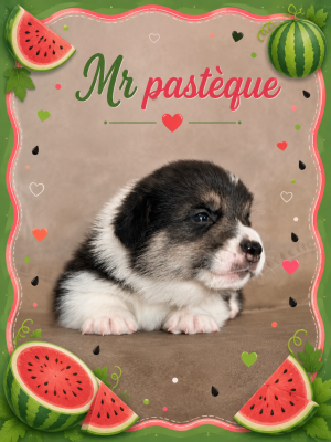 Les chiots de Welsh Corgi Pembroke