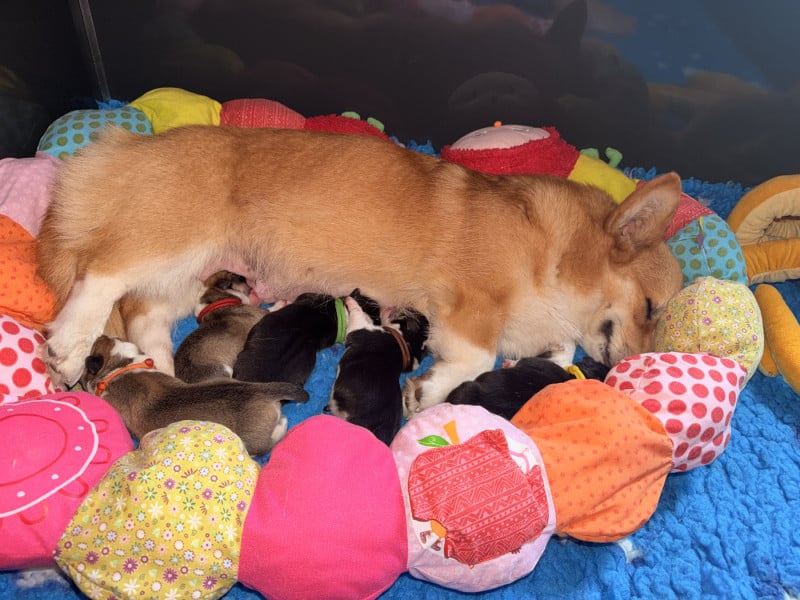 Welsh Corgi Pembroke - De L'Orée Du Royaume De Nala