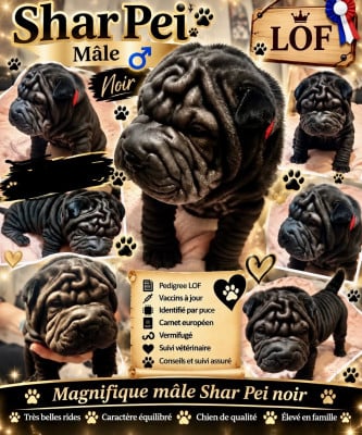 Les chiots de Shar Pei