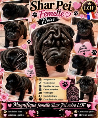 Les chiots de Shar Pei