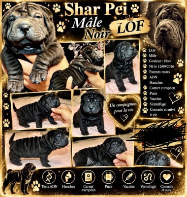 Les chiots de Shar Pei