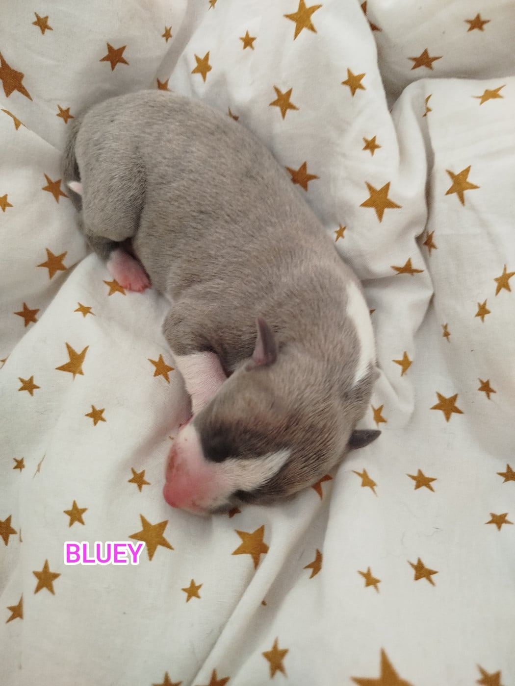 BLUEY