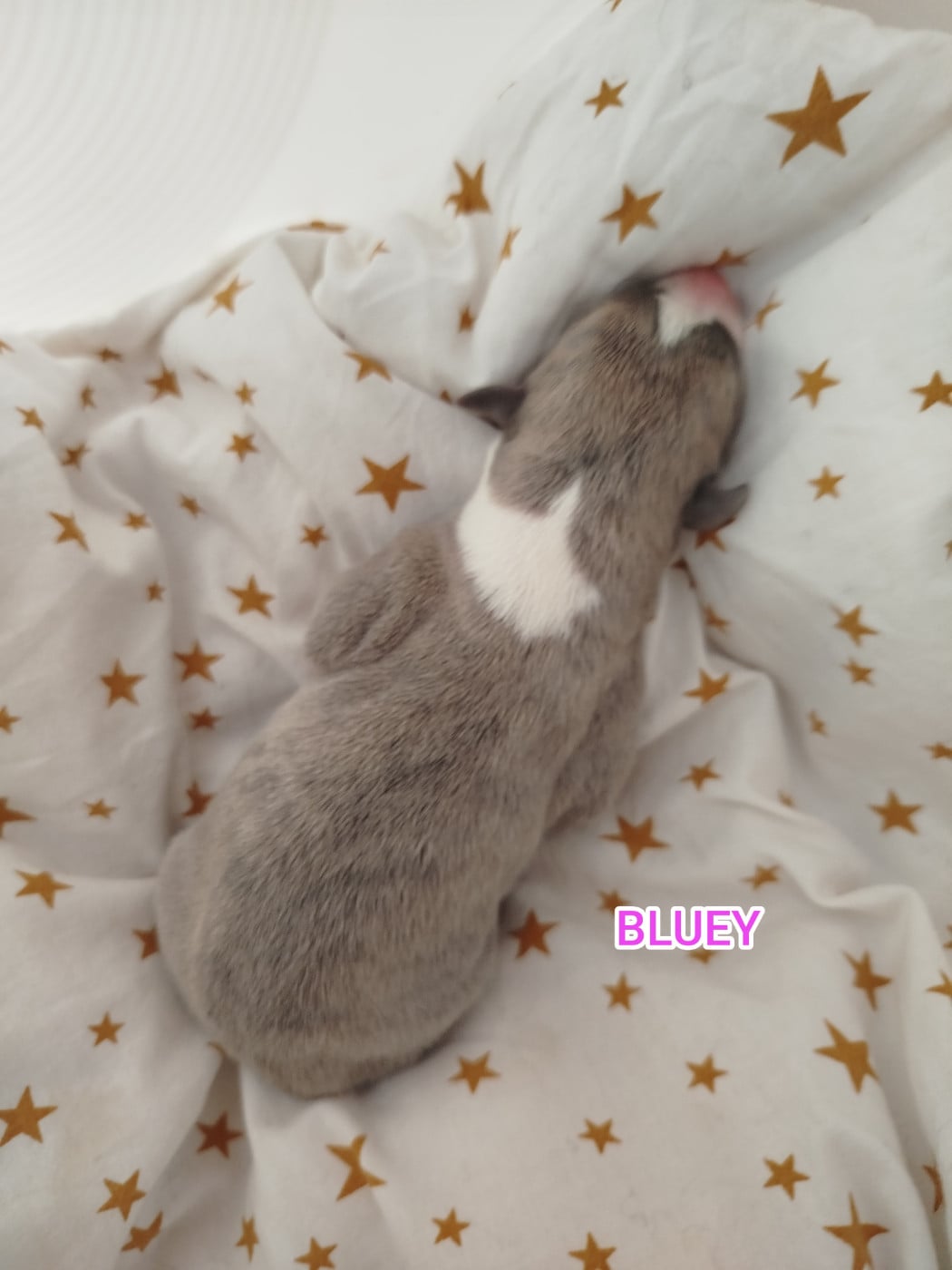 BLUEY