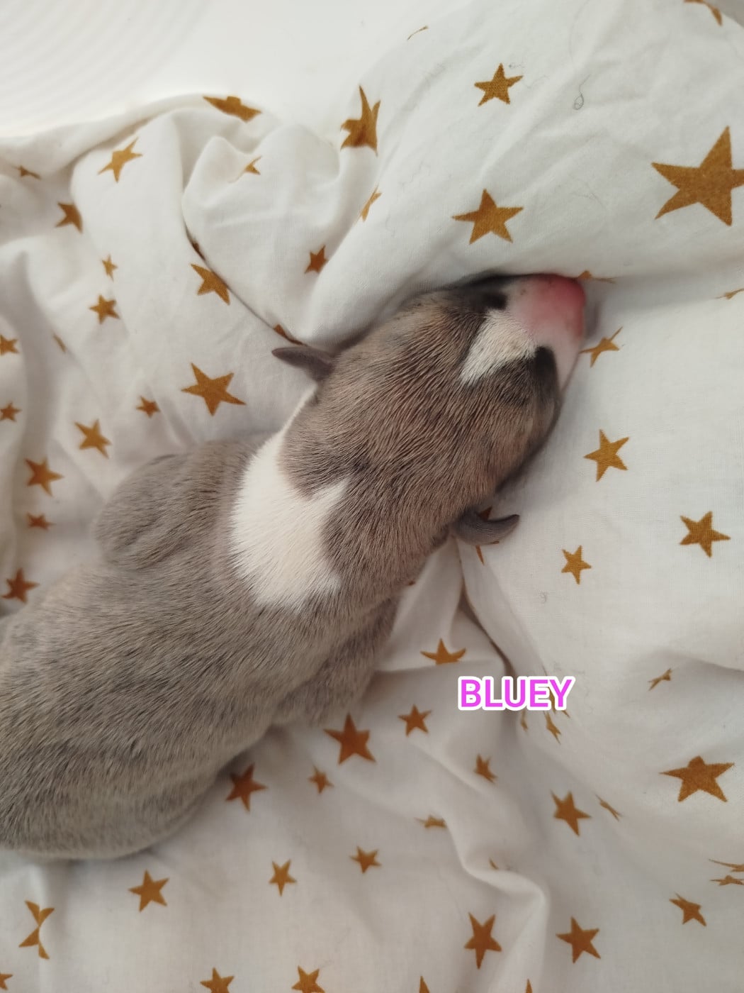 BLUEY