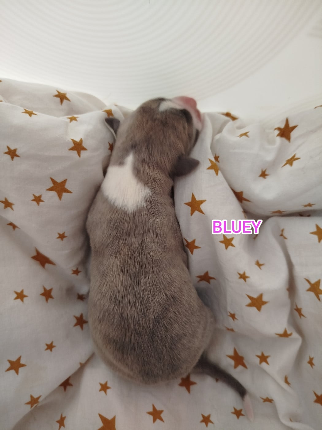 BLUEY