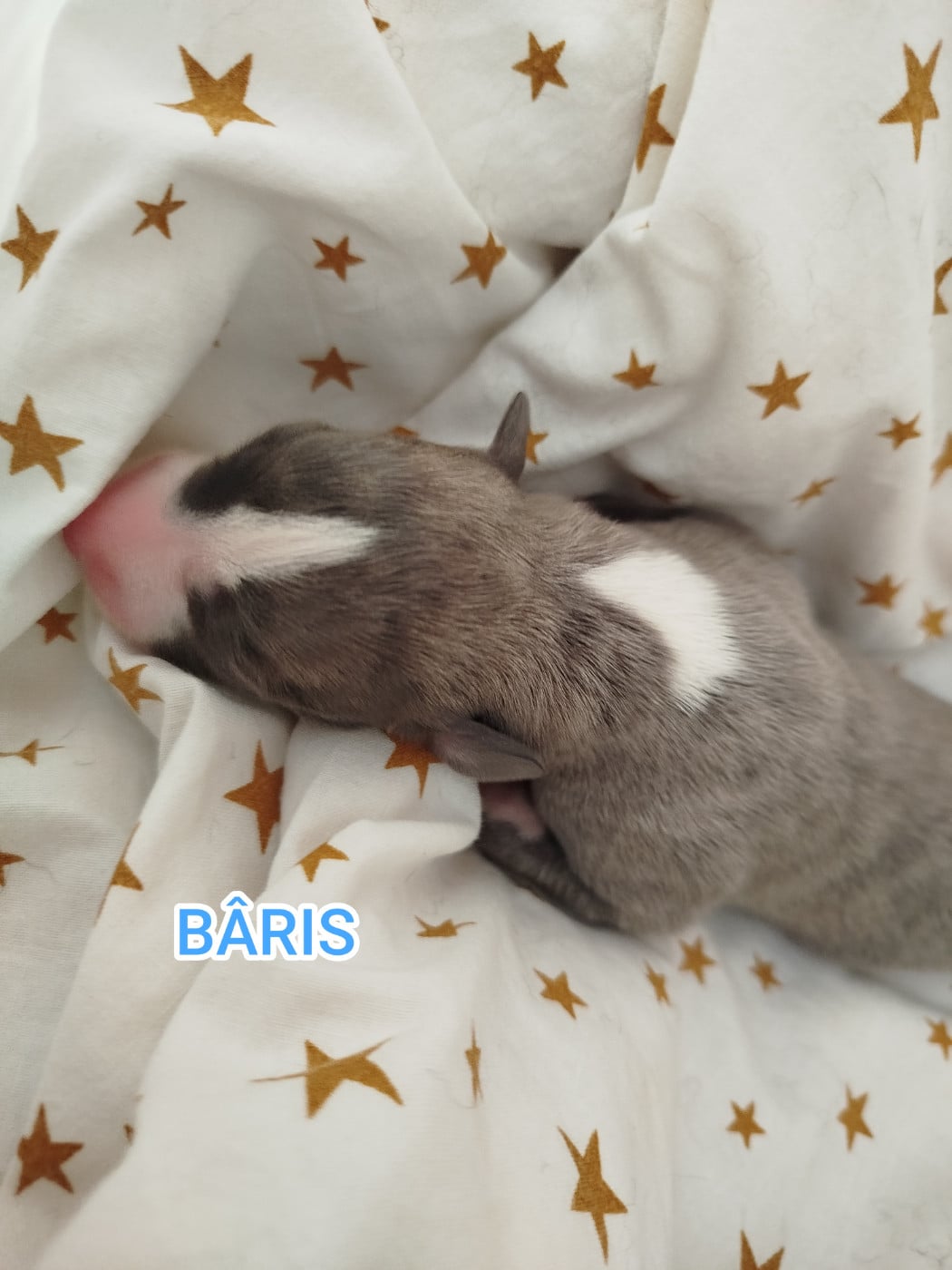 BÂRIS