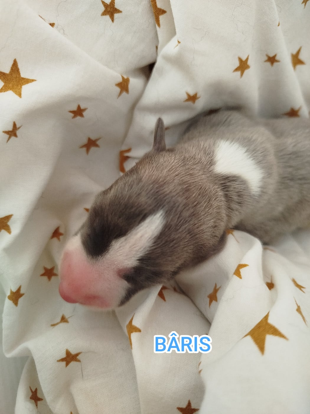 BÂRIS