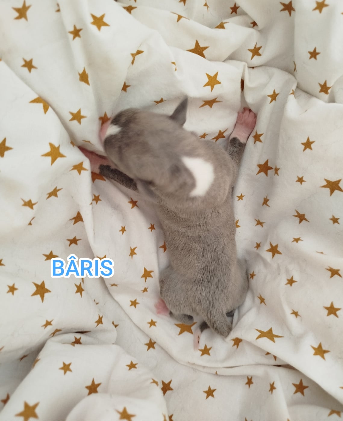 BÂRIS