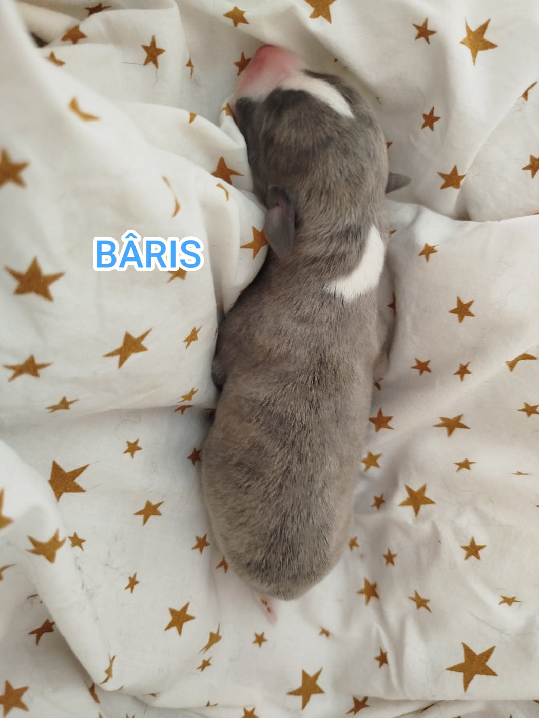 BÂRIS