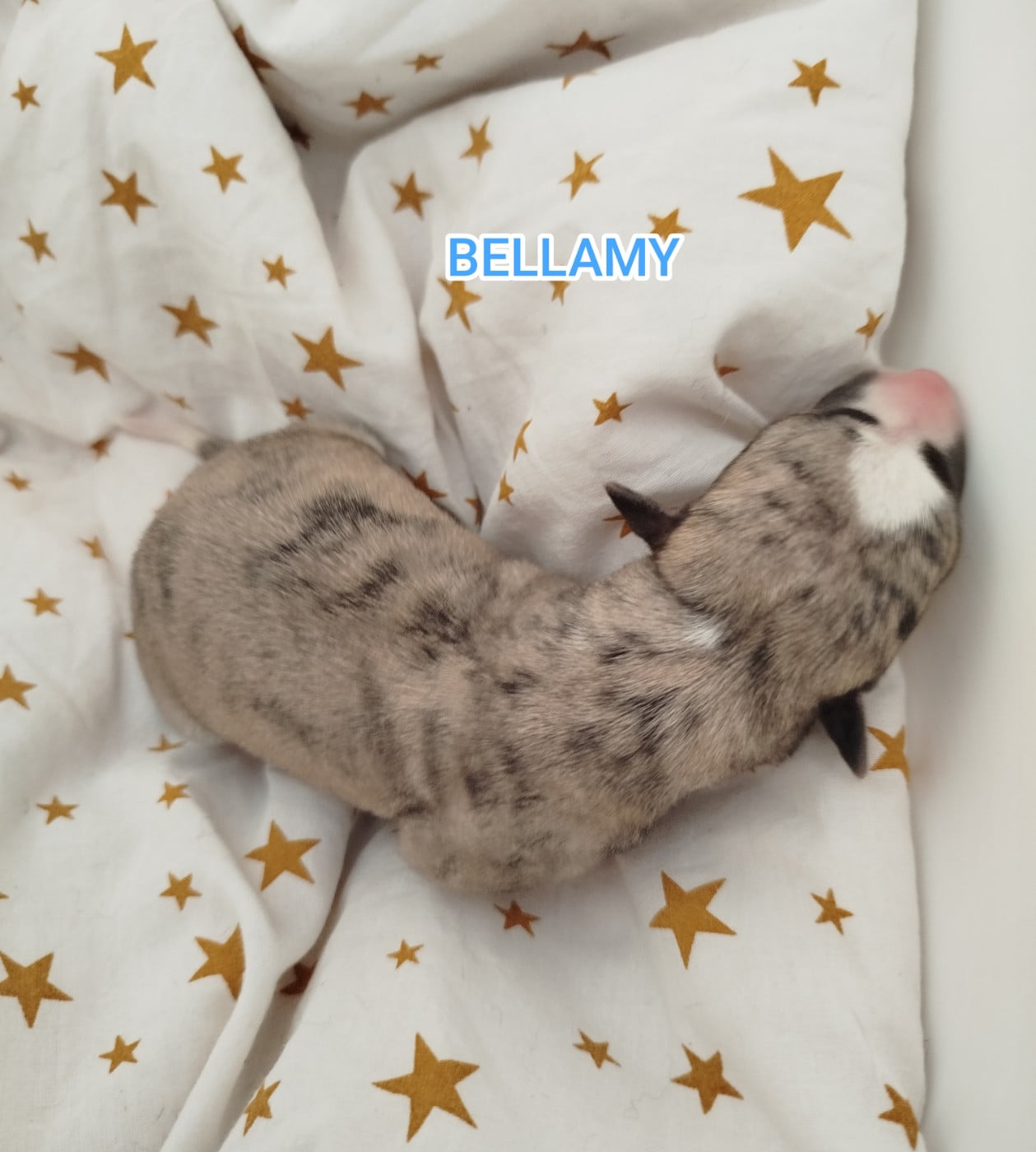 BELLAMY
