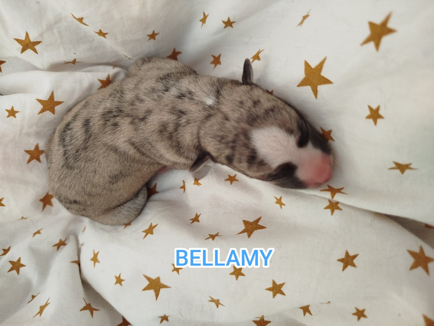 BELLAMY