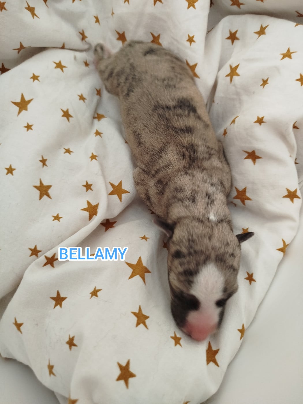BELLAMY