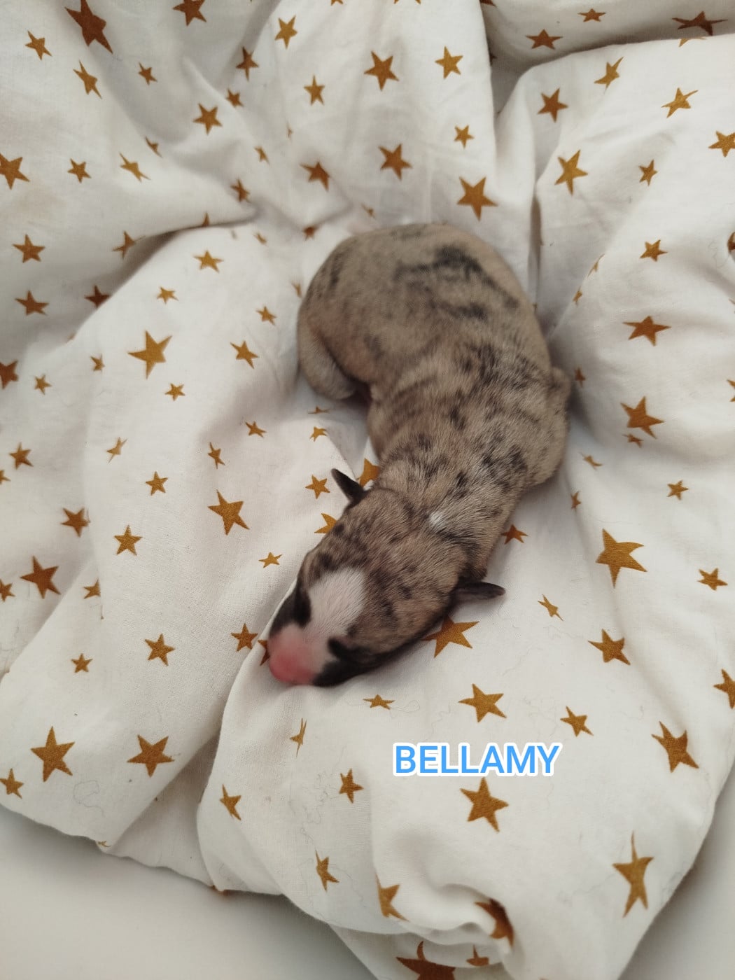 BELLAMY