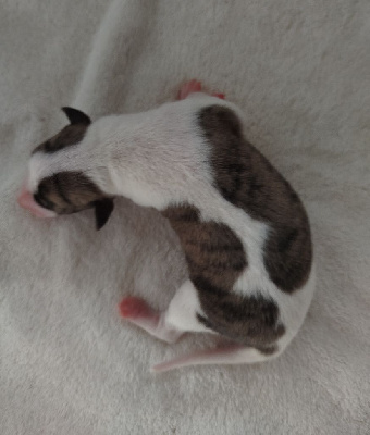 Les chiots de Whippet