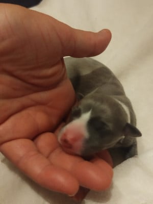 Les chiots de Whippet
