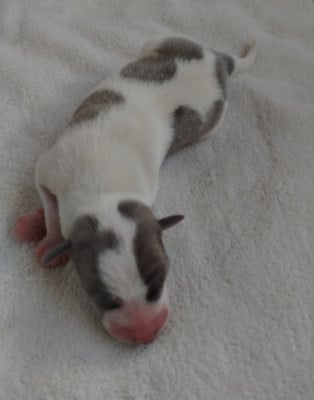 Les chiots de Whippet