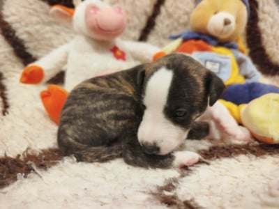 Les chiots de Whippet