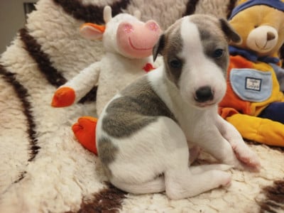 Les chiots de Whippet