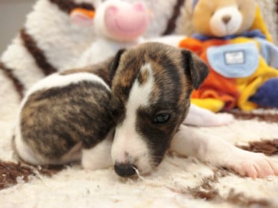 Les chiots de Whippet