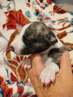 Les chiots de Whippet